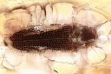 Detailed Fossil False Click Beetle (Jaira) in Baltic Amber - Rare #346378-1